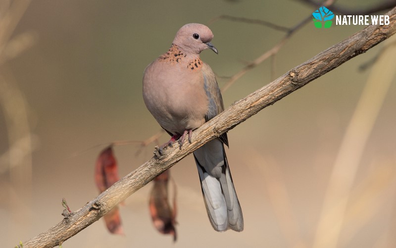 kannada-bird-names